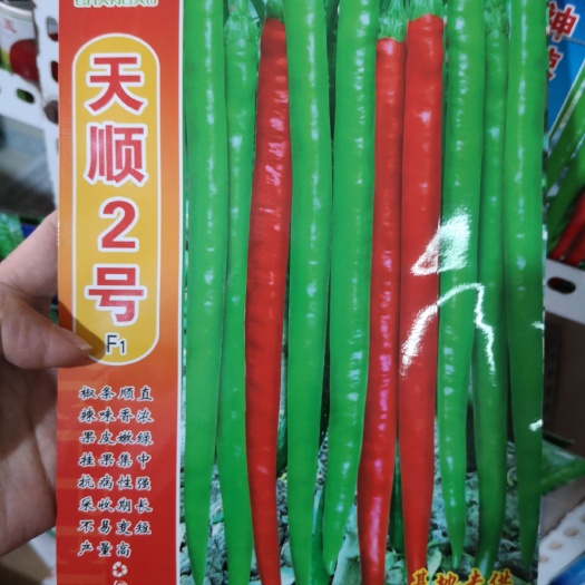 成都线椒种子 新一代杂交早熟辣椒品种，果长25-30cm，果宽1.7cm。