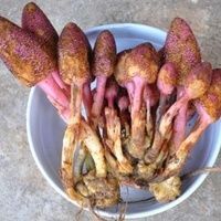 淅川县中药材回春草 回春草又叫鹿心草