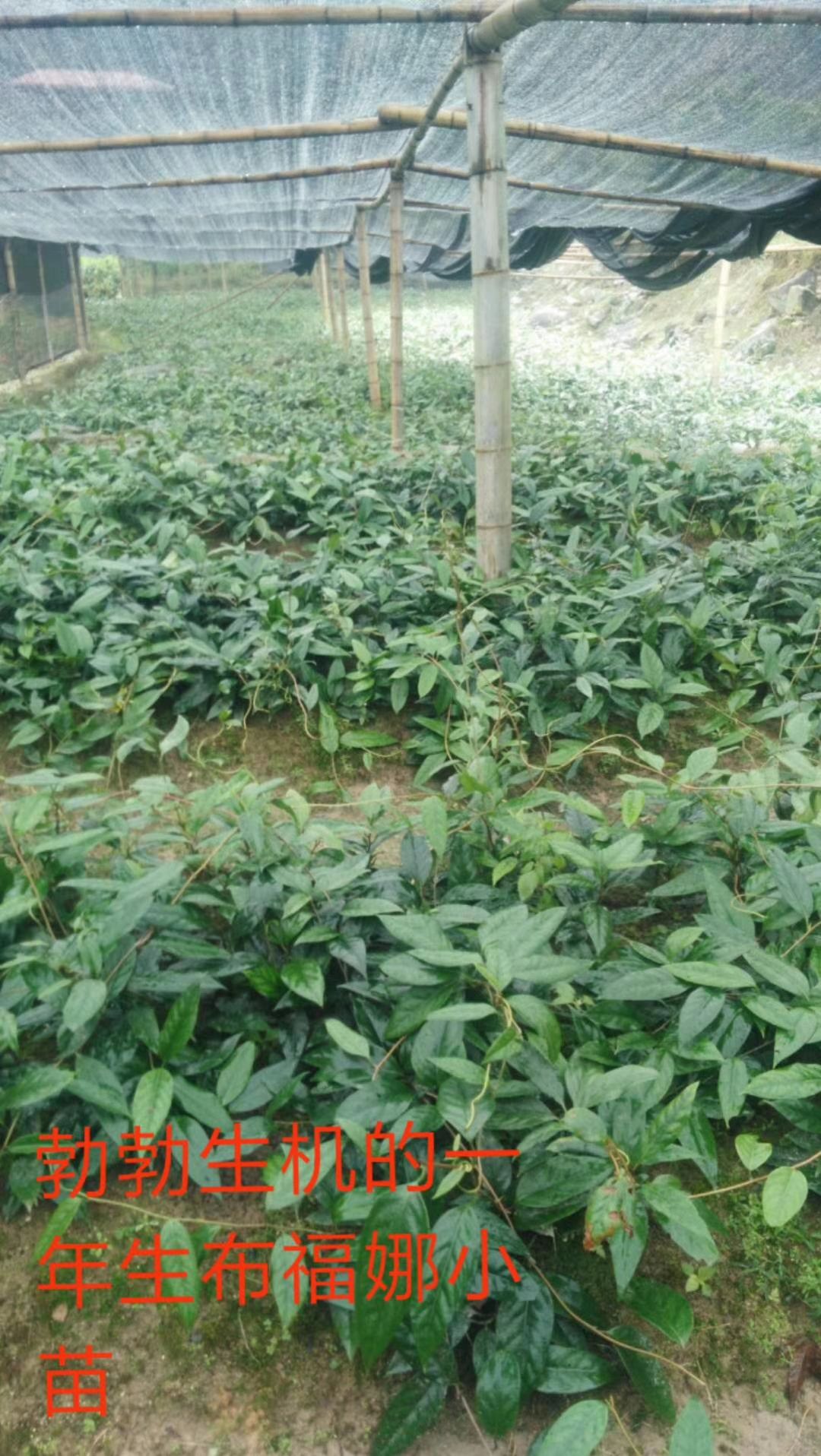 黑老虎种子  优选 特色水果紫红早熟品种布福娜优质种子