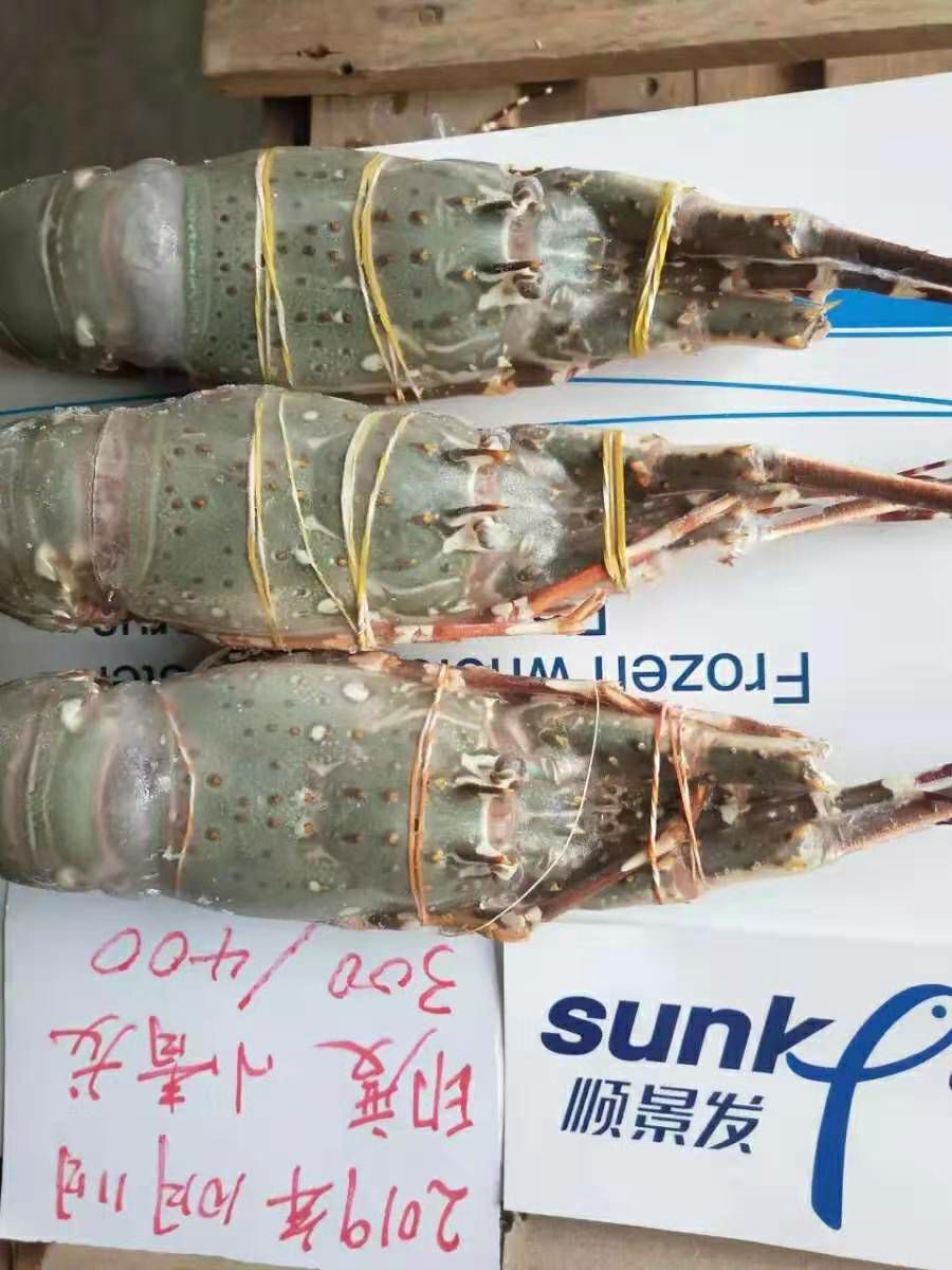 小青龙虾 印度小青龙，现货发售