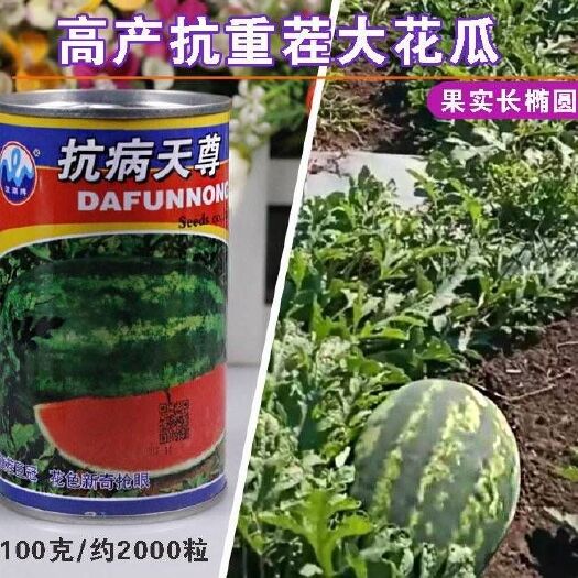 樟树市 【抗病天尊】高产西瓜种子超大花皮新奇品种耐重茬高抗病懒汉王