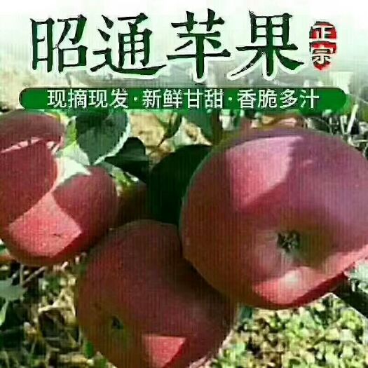 昭通 昭通冰糖心丑苹果中果净重10斤一件代发包邮到家