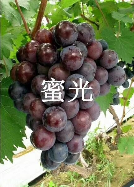 兴城市蜜光葡萄苗 蜜光