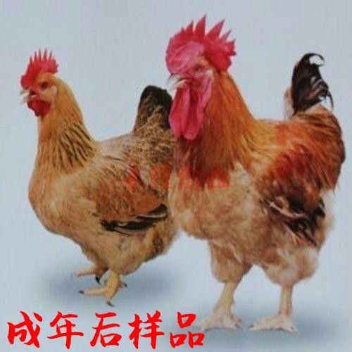 南宁 k9肉鸡苗