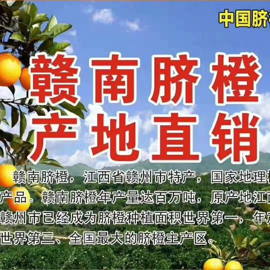 赣州赣南脐橙 果园直销 一件代发