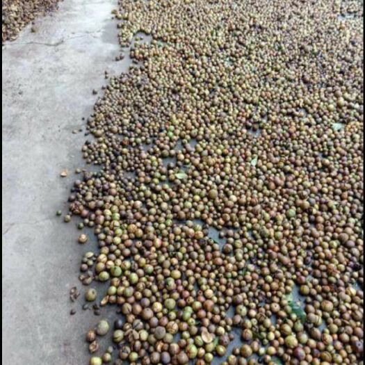 大果油茶籽 优质油茶