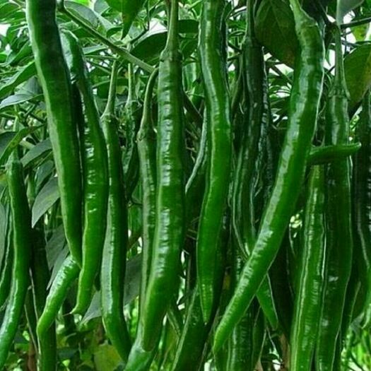 保山 长细辣椒15~25公分.5000斤起批