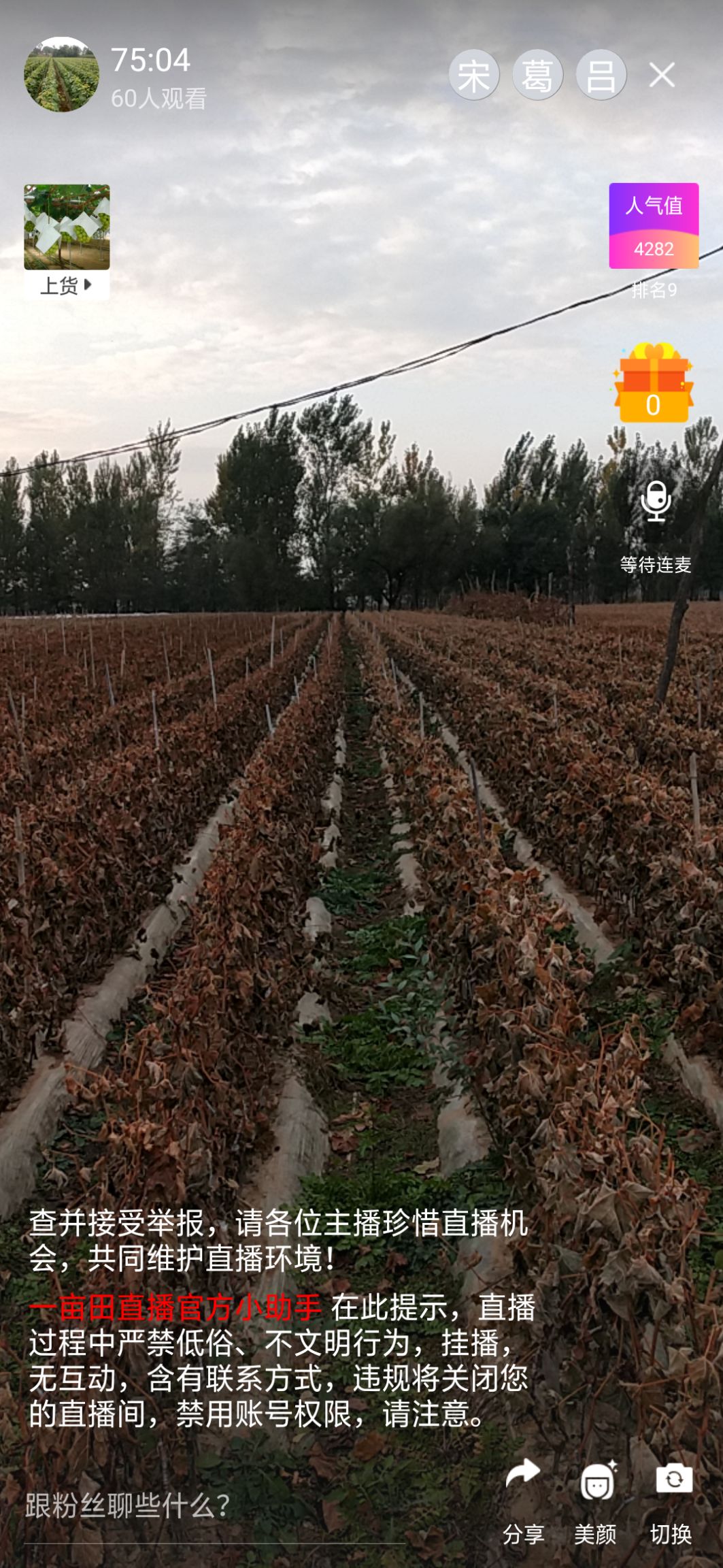 深红无籽葡萄苗