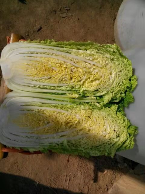 平阴县黄心大白菜，量大质量好
