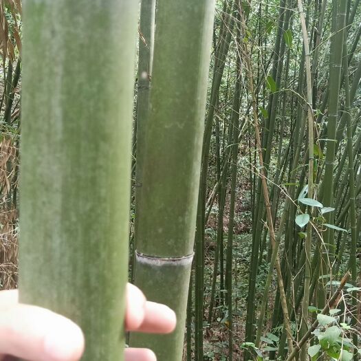 金秀县黄甜竹 靓甜竹