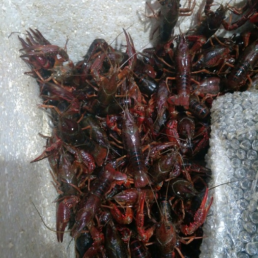 昆明 潜江456小龙虾  硬规格  底板干净