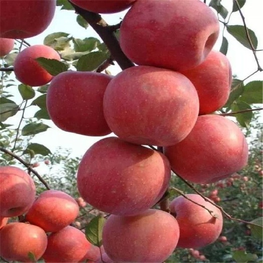平邑县 红富士苹果苗，
