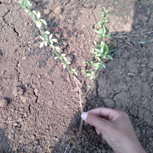 沭阳县 庭院攀援花卉植物迎春花苗爬藤植物四季好活耐寒植物