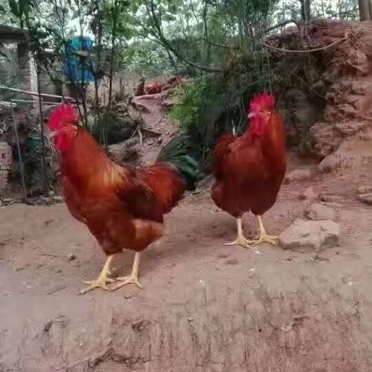 贵阳 九斤黄鸡苗