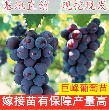 平邑县 巨峰葡萄苗品种保证当年结果苗葡萄树南北方种植爬藤果树庭院