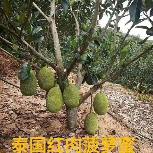 灵山县红肉菠萝蜜苗 泰国红肉菠萝蜜！地苗！营养杯苗！嫁接苗