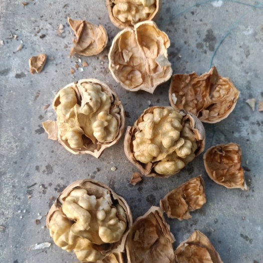 石楼县泡核桃  核桃，自然成熟，不漂白无硫熏，仁饱满，仁白，口感香！