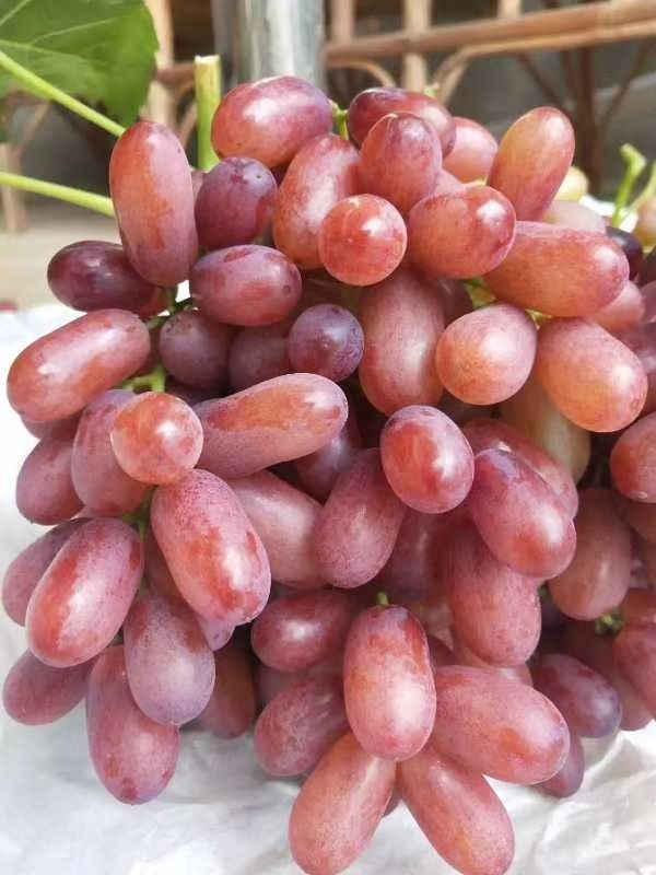 深红无籽葡萄苗
