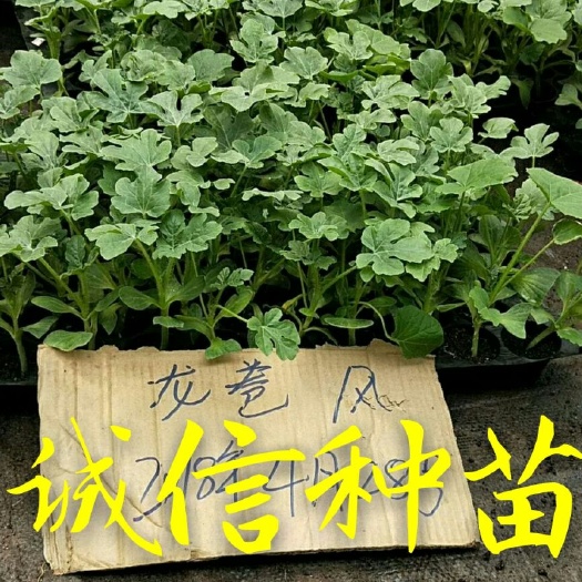 徐州龙卷风西瓜苗 诚信种苗