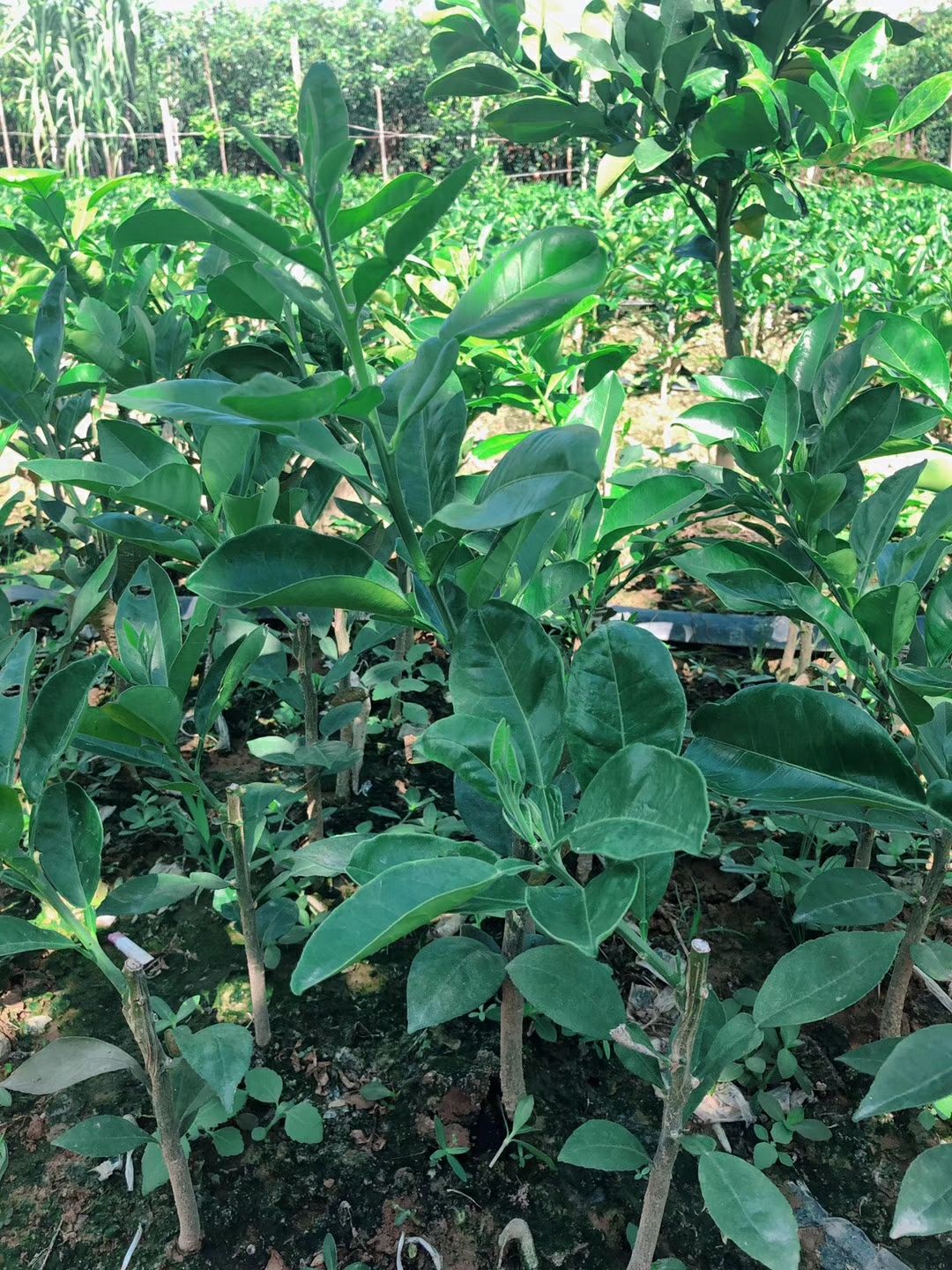 泰国红宝石柚苗 泰国红宝石青柚苗,欢迎联系洽谈合作,正品保证可签订