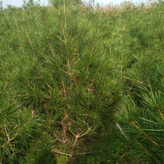 周至县 白皮松，1米到4米