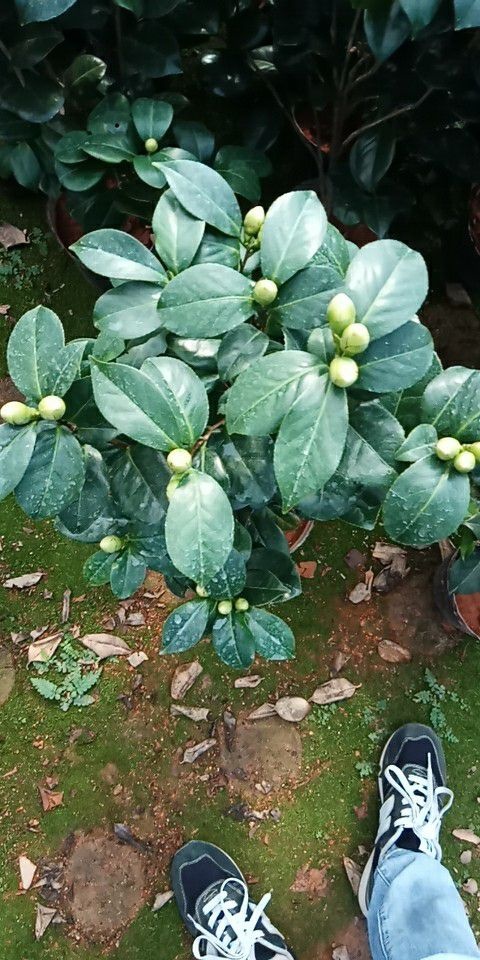 漳平市 品种茶花：东方亮 20杯茶花带花苞产地批发直销