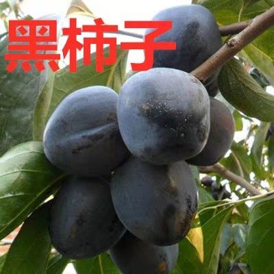 平邑县脆柿苗 黑柿子树苗，果实乌黑有光泽，果肉橙黄色，包成活，死苗补发