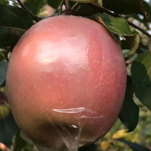  【店长推荐】过了霜降的砀山丑苹果大量供应