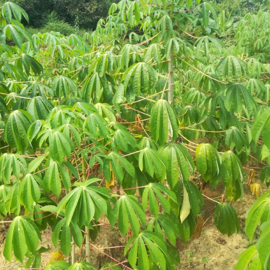  现挖新鲜面包木薯