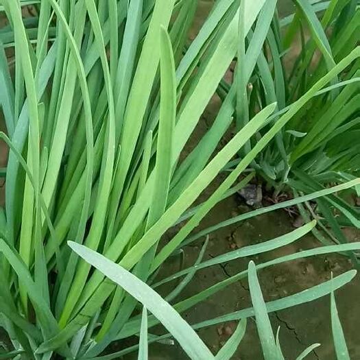  二茬大叶韭菜，高30到40公分，欢迎各地经销商前来选购