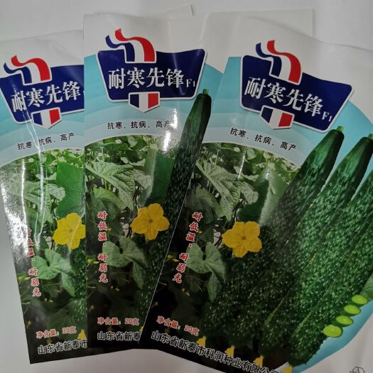 樟树市 【耐寒先锋】杂交黄瓜种子耐低温耐弱光抗寒抗病高产大田基地用