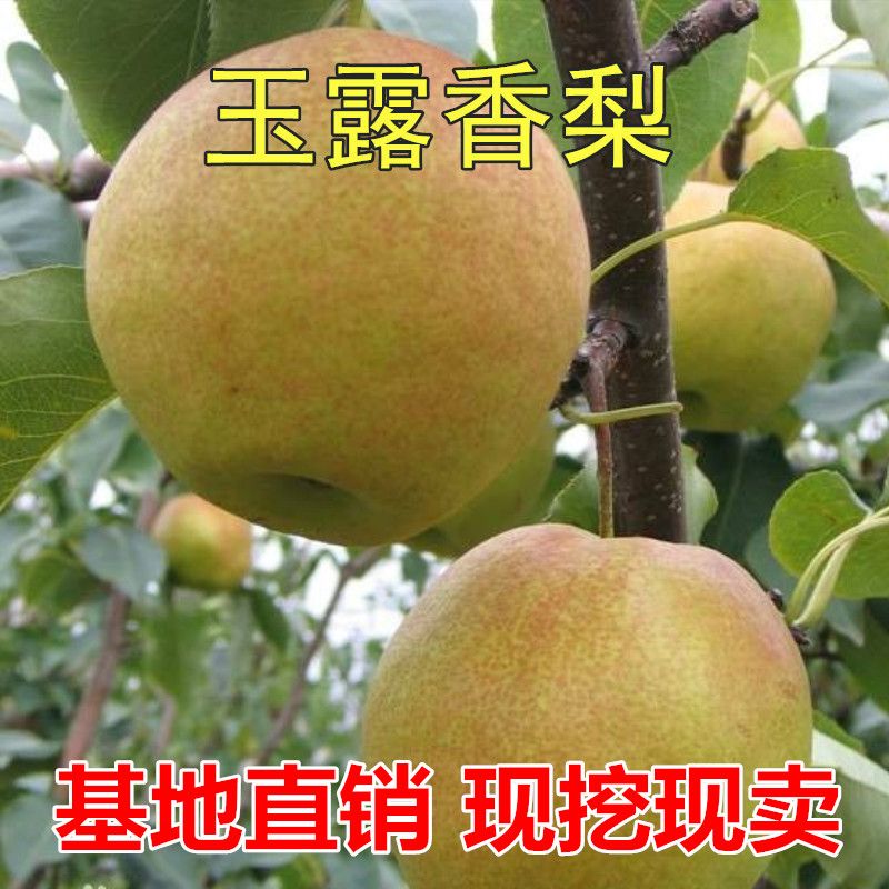 平邑县 玉露香梨树苗嫁接梨子树苗当年结果北方南方种植果苗地栽苗