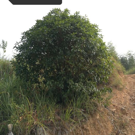 桂林地笼桂花