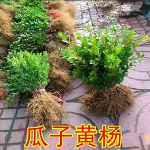 沭阳县小叶黄杨苗瓜子黄杨苗法国冬青苗冬青苗金边黄杨庭院绿篱树苗