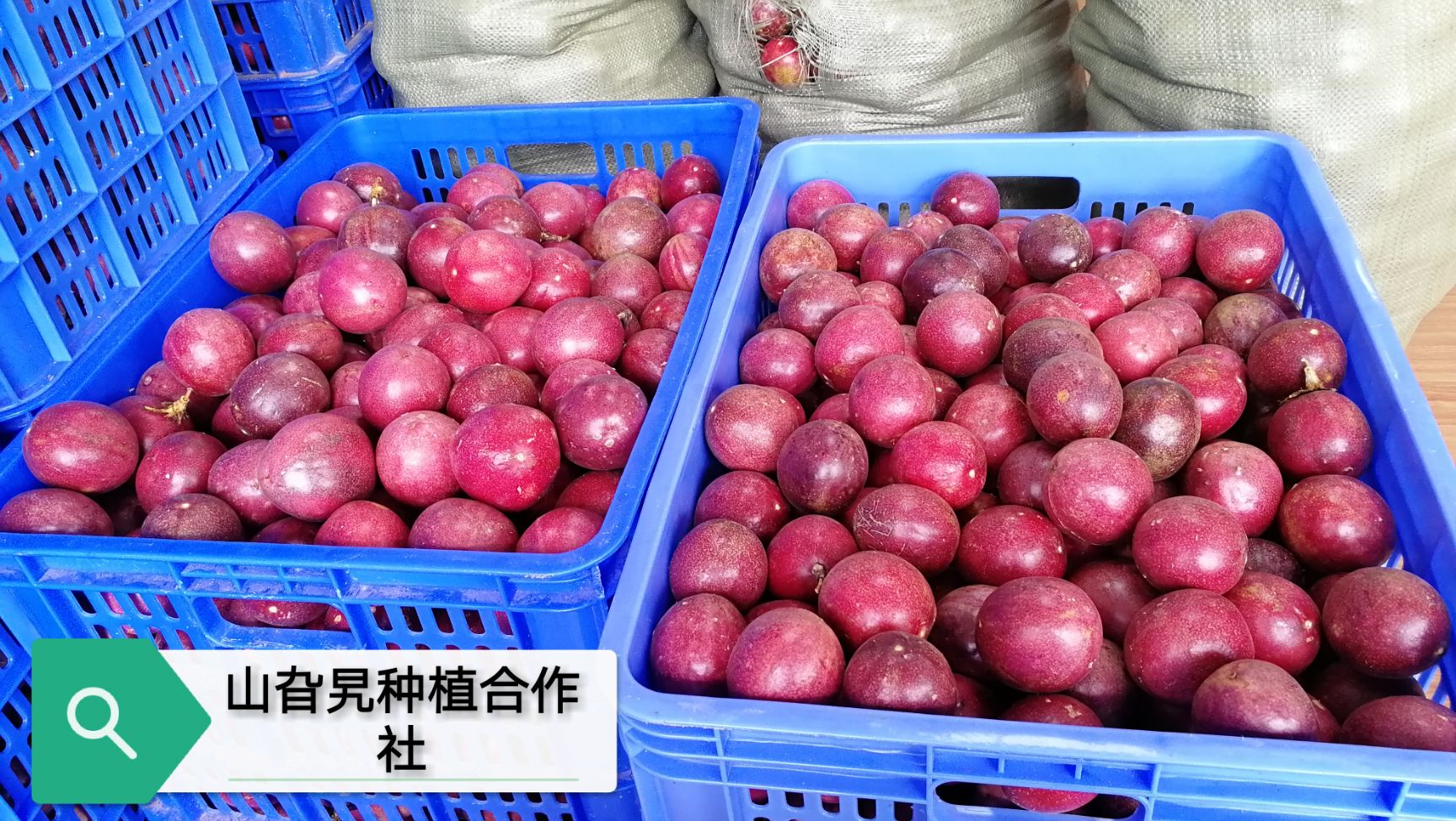  【百香果 】甜酸开胃， 浓郁果香 农场直接发货