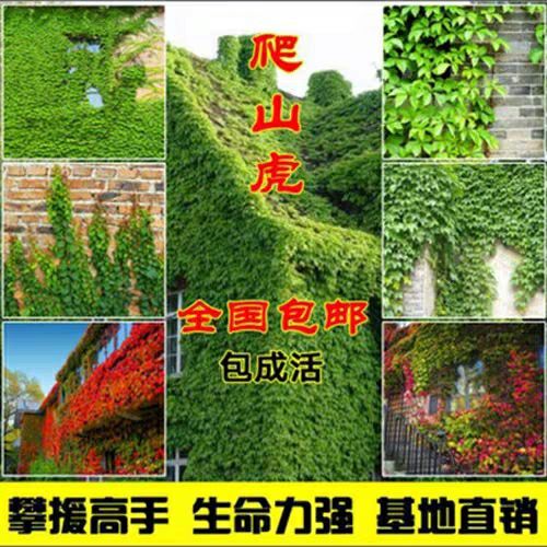 沭阳县 爬山虎苗爬藤植物秋天变红庭院绿化