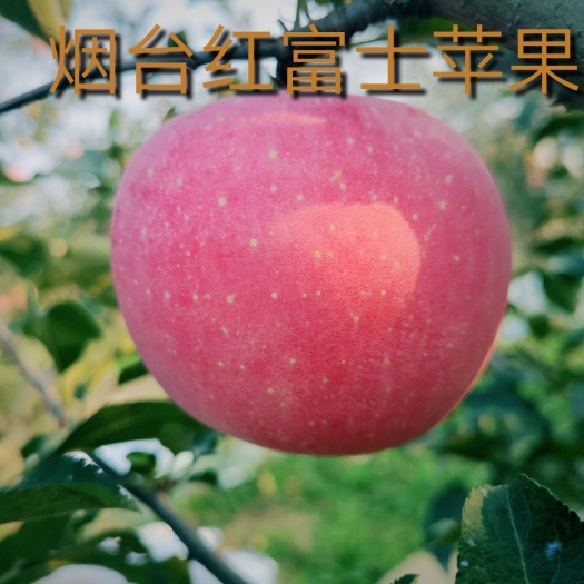 24年 烟台红富士苹果 一级果 10斤包邮