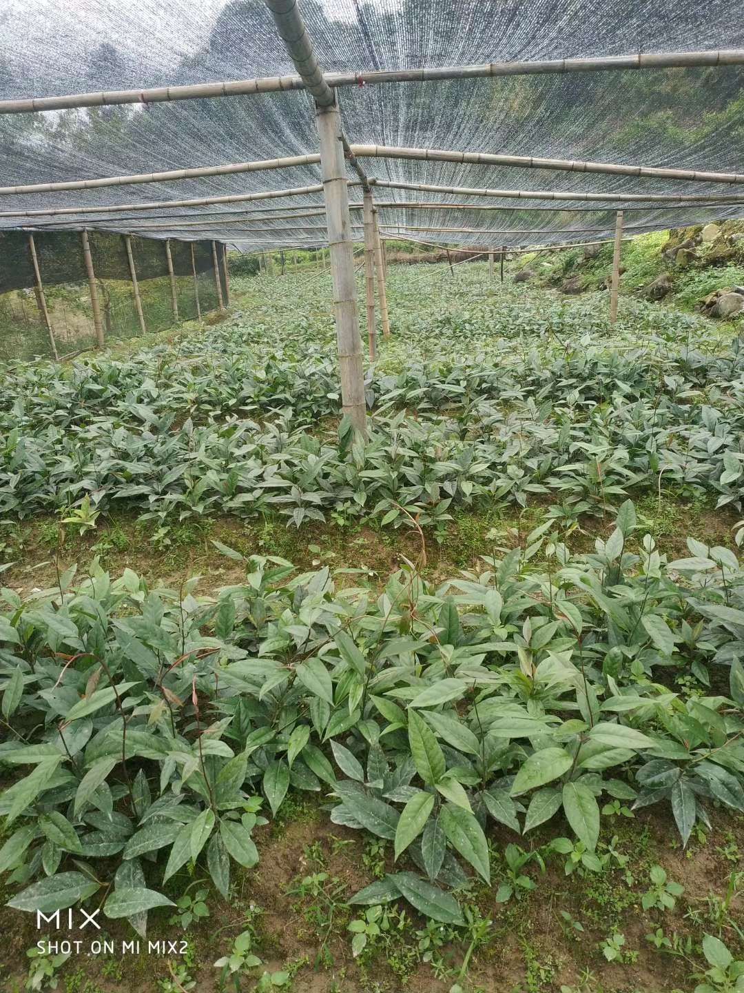黑老虎种子  优选 特色水果紫红早熟品种布福娜优质种子