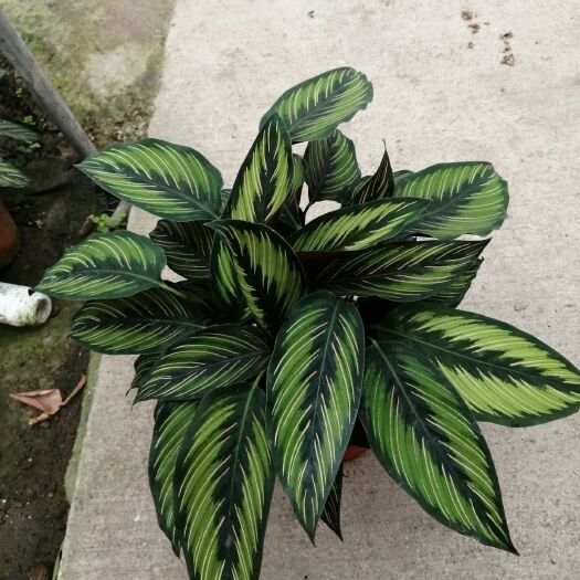 成都普通竹芋 魅力之星竹芋