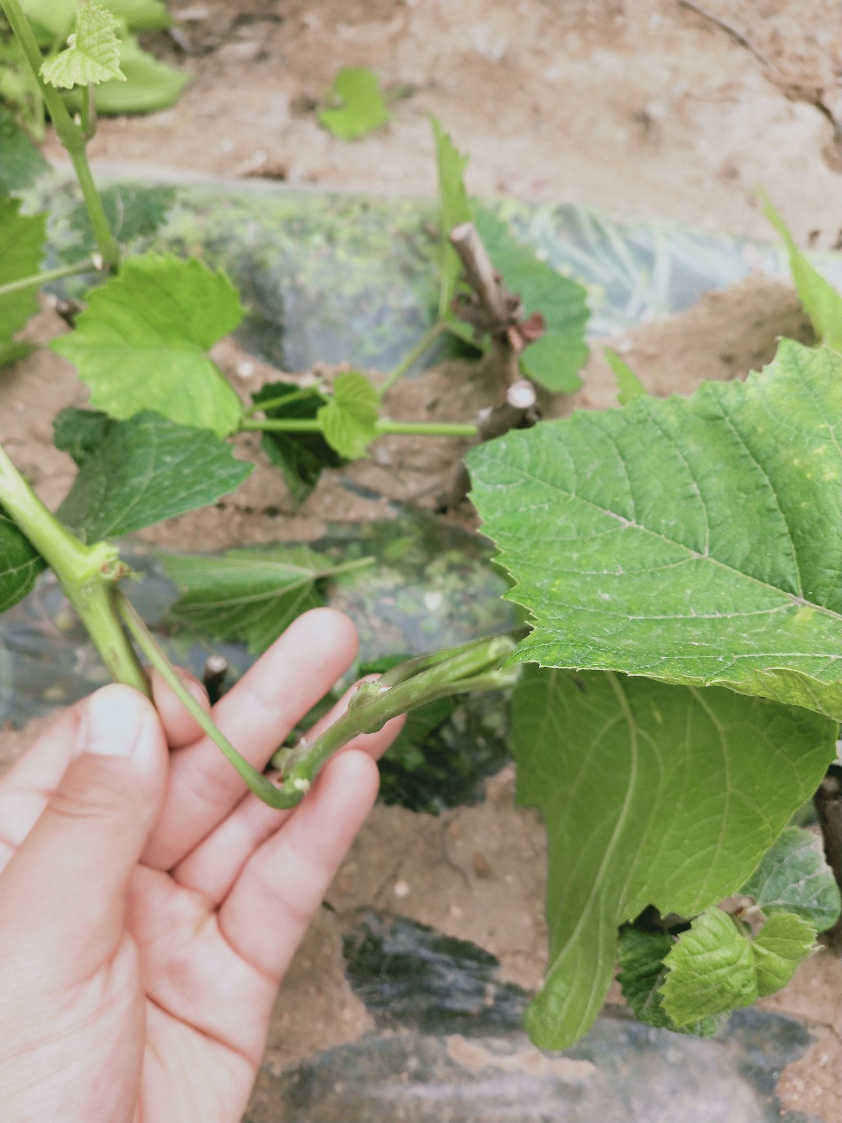 深红无籽葡萄苗