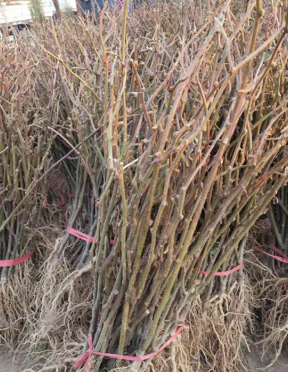 黄心猕猴桃苗 嫁接苗 基地直供 保湿发货