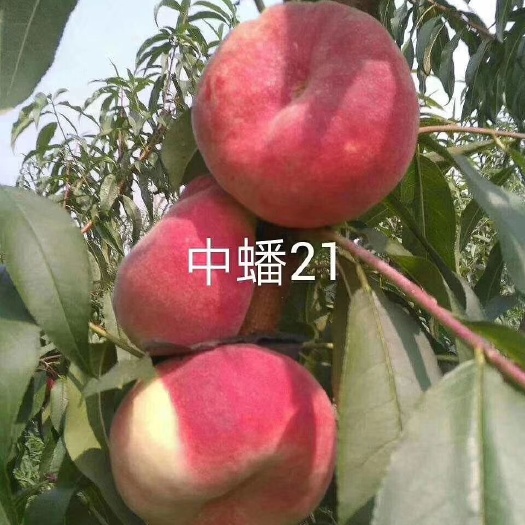 泰安 新品种桃树苗   黄桃苗