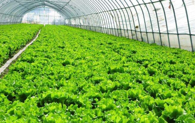 沭阳县大棚钢管 瓜果蔬菜大棚