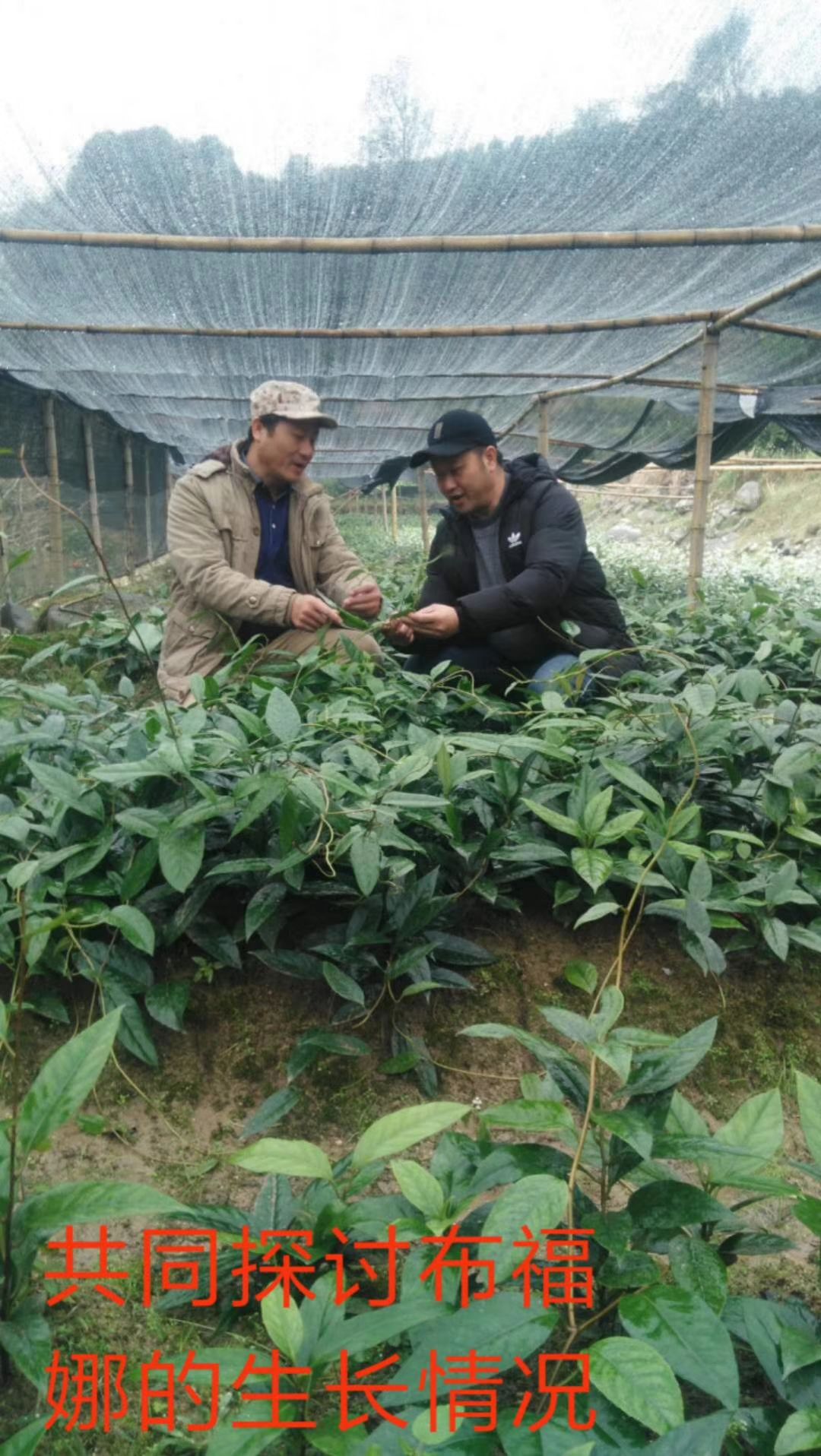 黑老虎种子  优选 特色水果紫红早熟品种布福娜优质种子