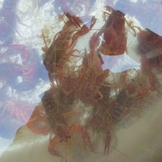 扶沟县清水小龙虾 清水虾