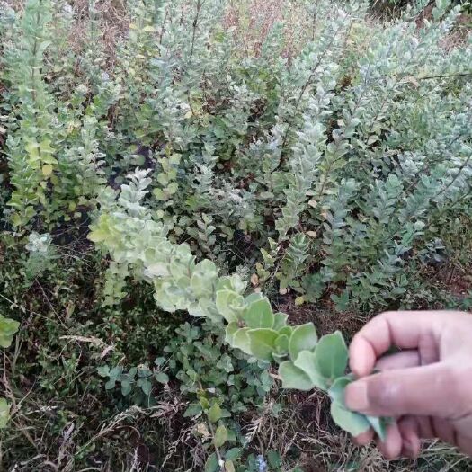 樟树市蔓荆子苗  中草药蔓荆子热卖中！需要的请联系…