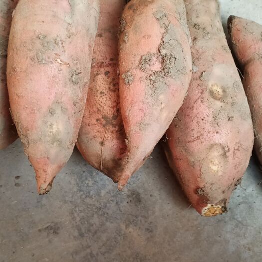郸城县 龙九红薯，鲜货，有需要的联系我