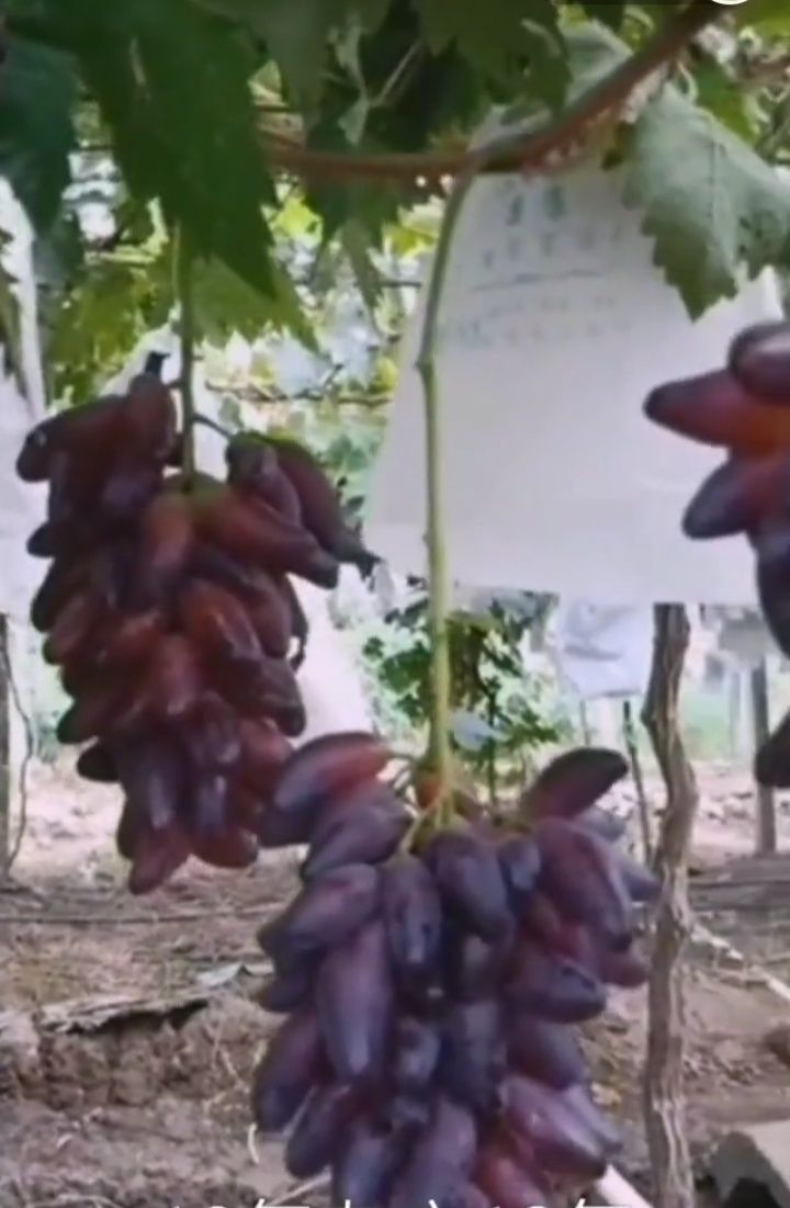  葡之梦葡萄苗包真，自有结果农场可实地考察