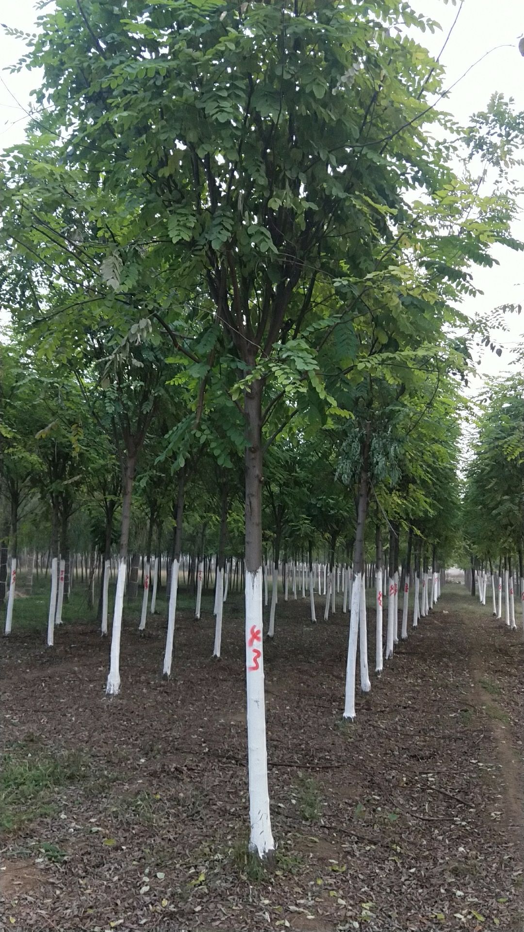  8公分香花槐挖树中