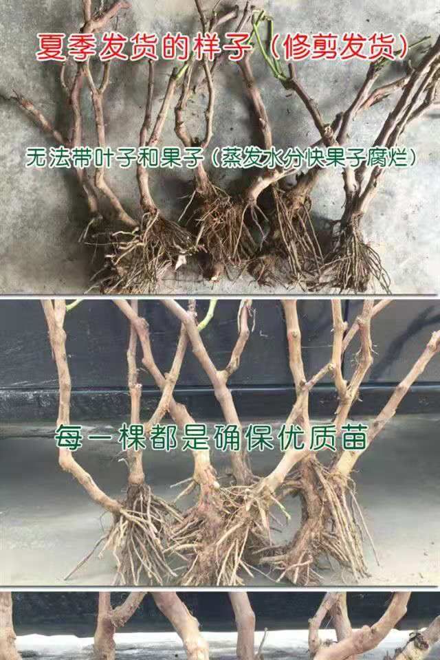 红宝石葡萄苗 现挖现卖，根系发达，成活率高，死苗补发
